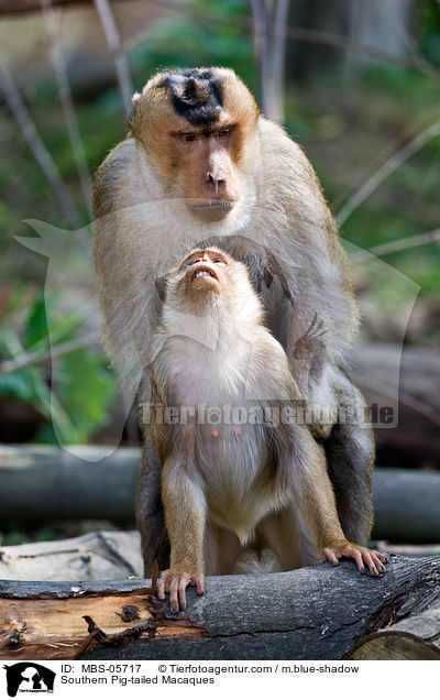 Sdliche Schweinsaffen / Southern Pig-tailed Macaques / MBS-05717