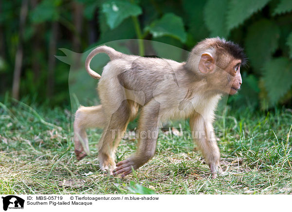 Sdlicher Schweinsaffe / Southern Pig-tailed Macaque / MBS-05719