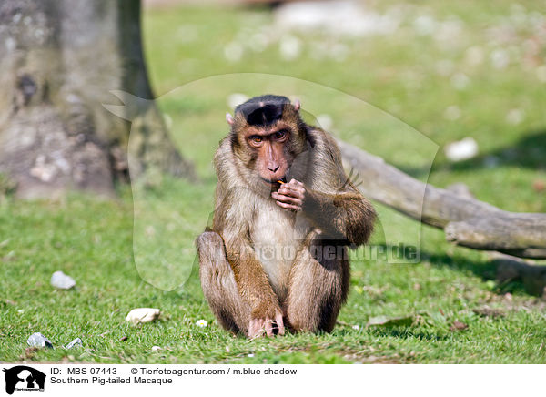 Sdlicher Schweinsaffe / Southern Pig-tailed Macaque / MBS-07443