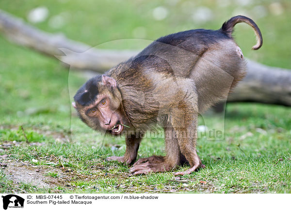 Sdlicher Schweinsaffe / Southern Pig-tailed Macaque / MBS-07445