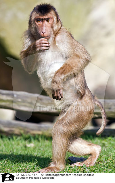 Sdlicher Schweinsaffe / Southern Pig-tailed Macaque / MBS-07447