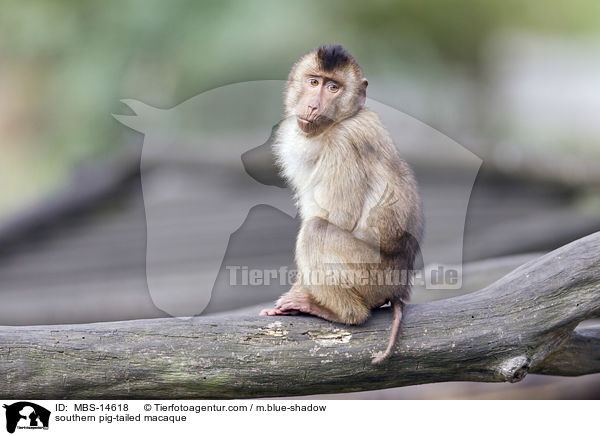 Sdlicher Schweinsaffe / southern pig-tailed macaque / MBS-14618