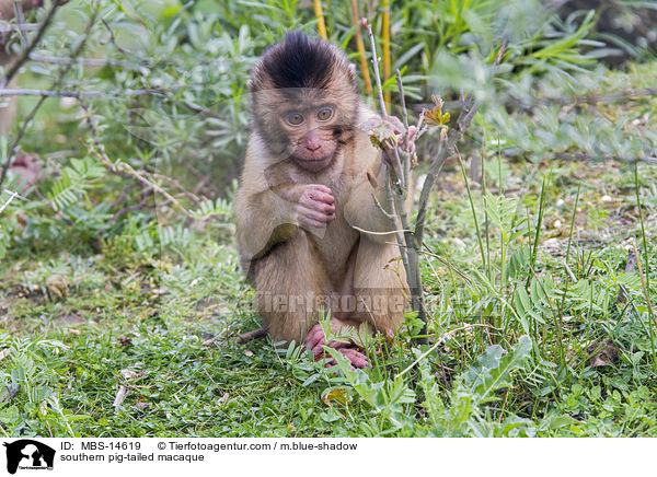 Sdlicher Schweinsaffe / southern pig-tailed macaque / MBS-14619