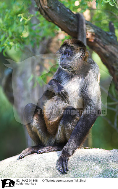 Klammeraffe / spider monkey / MAZ-01348