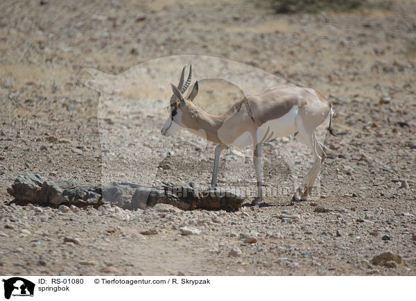 Springbock / springbok / RS-01080