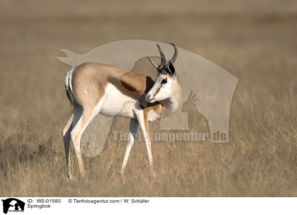 Springbock / Springbok / WS-01580