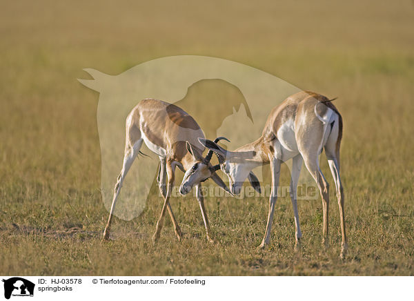 Springbcke / springboks / HJ-03578