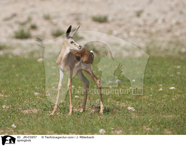 Springbock / springbok / JR-03957