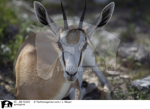 springbok / JM-10225