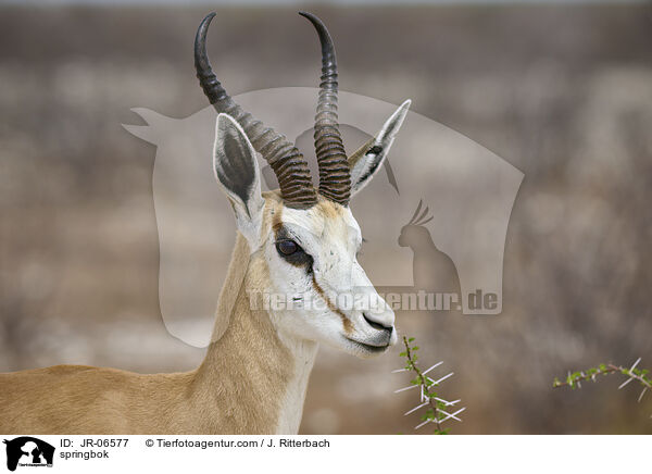 Springbock / springbok / JR-06577