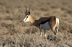 Springbok