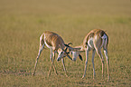 springboks