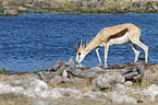 springbok