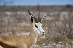 springbok