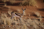 springbok