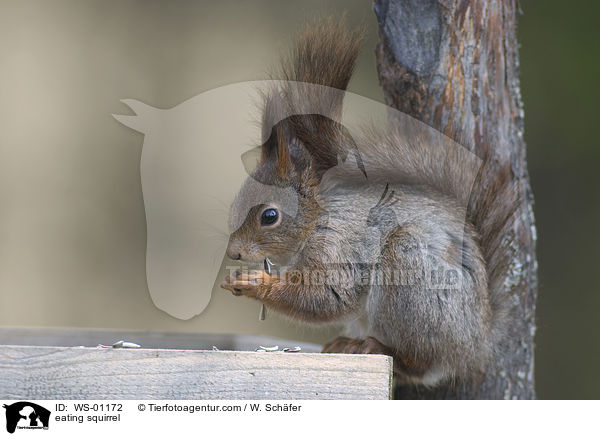 Eichhrnchen an der Futterstelle / eating squirrel / WS-01172