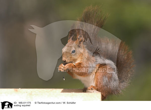 eating squirrel / WS-01175