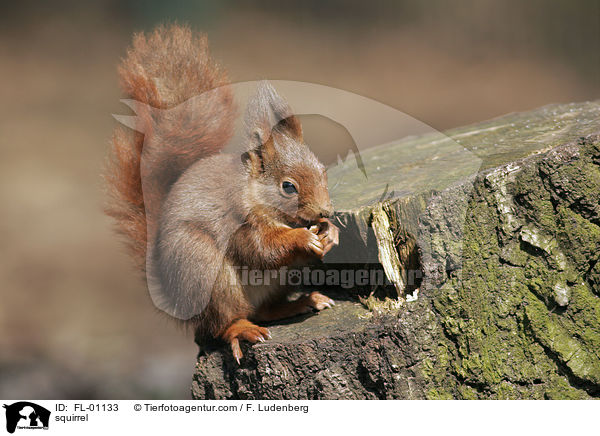 Eichhrnchen / squirrel / FL-01133