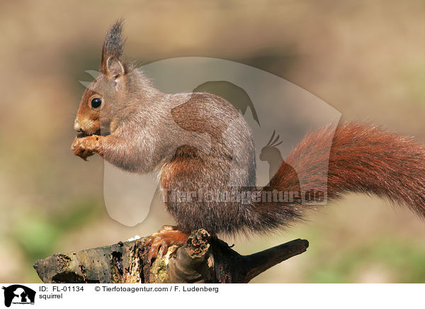 Eichhrnchen / squirrel / FL-01134