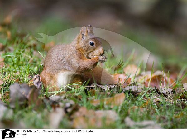 Eichhrnchen / squirrel / WS-02897