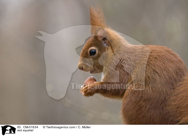Eichhrnchen / red squirrel / CM-01634