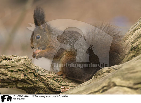 Eichhrnchen / red squirrel / CM-01644