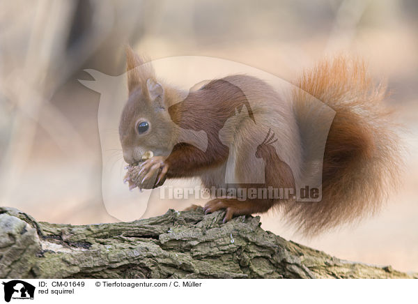 red squirrel / CM-01649