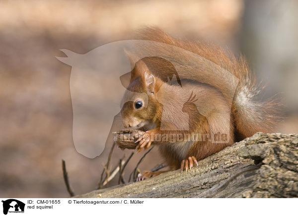 red squirrel / CM-01655