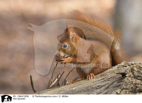 red squirrel / CM-01656