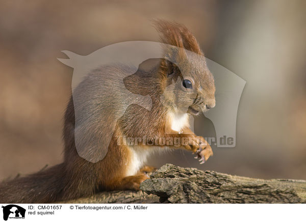 red squirrel / CM-01657