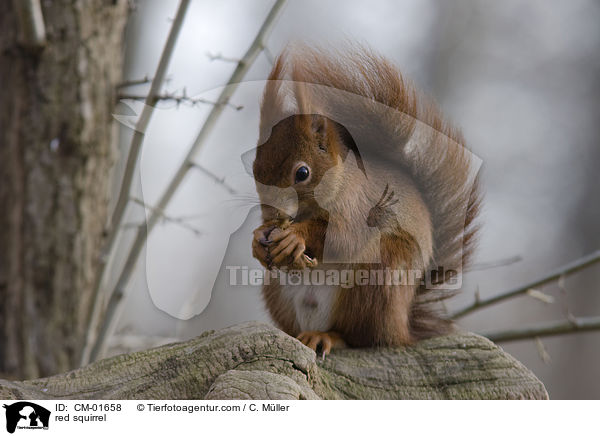 red squirrel / CM-01658