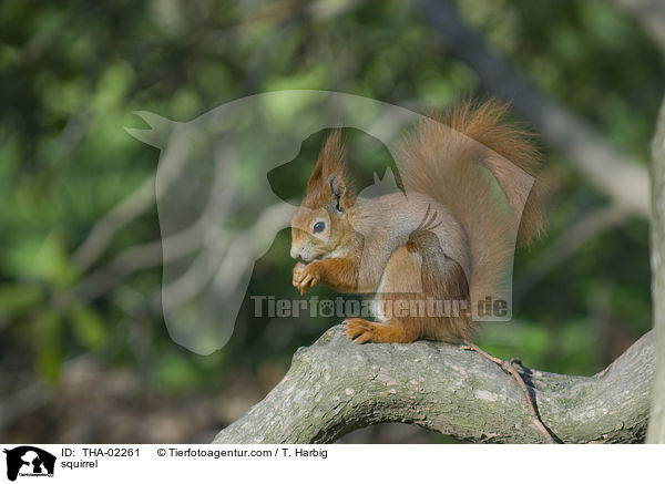 squirrel / THA-02261