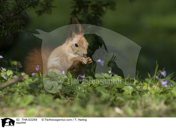 Eichhrnchen / squirrel / THA-02268
