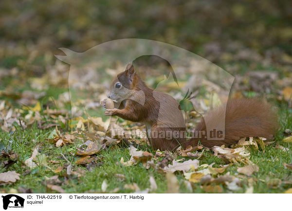 Eichhrnchen / squirrel / THA-02519