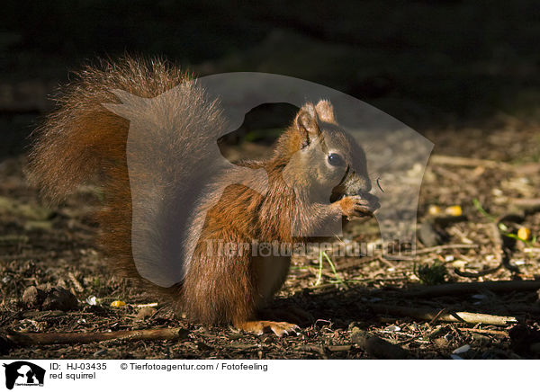 Europisches Eichhrnchen / red squirrel / HJ-03435