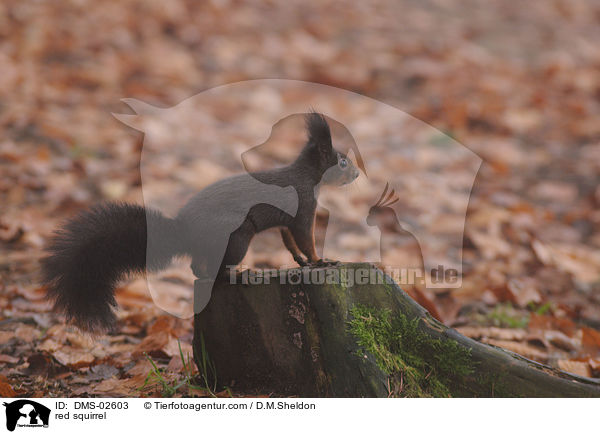 red squirrel / DMS-02603