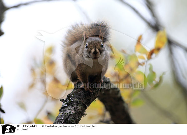 squirrel / FF-02441