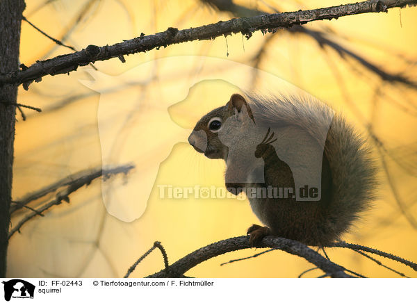 squirrel / FF-02443