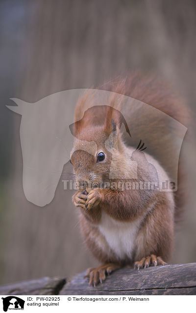 fressendes Eichhrnchen / eating squirrel / PW-02925