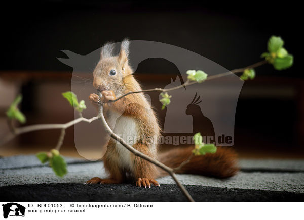 young european squirrel / BDI-01053