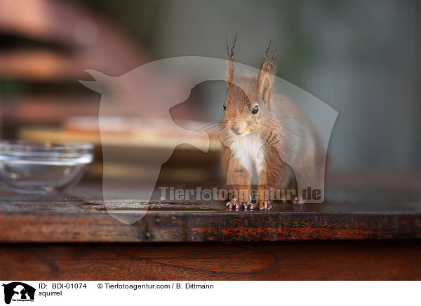 Eichhrnchen / squirrel / BDI-01074