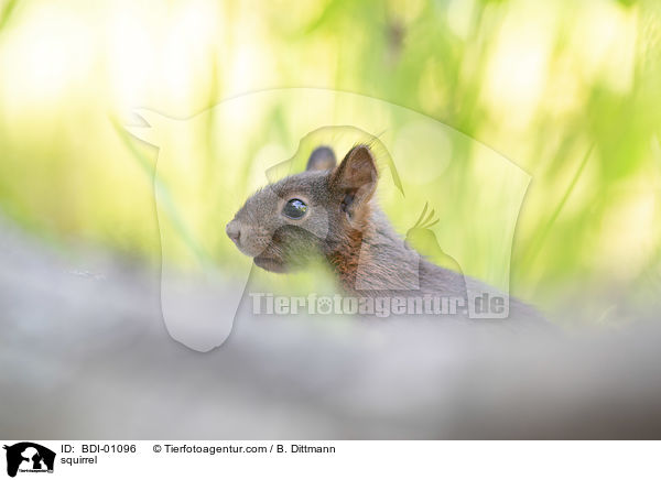 Eichhrnchen / squirrel / BDI-01096