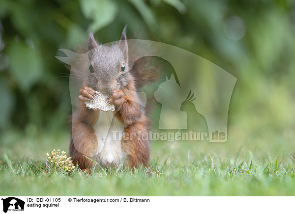 eating squirrel / BDI-01105