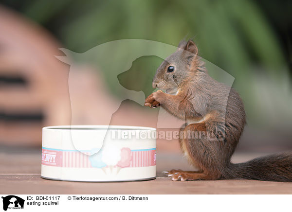 eating squirrel / BDI-01117