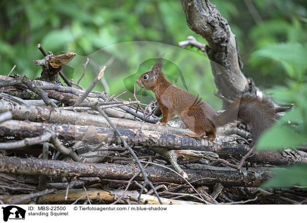 stehendes Eichhrnchen / standing Squirrel / MBS-22500