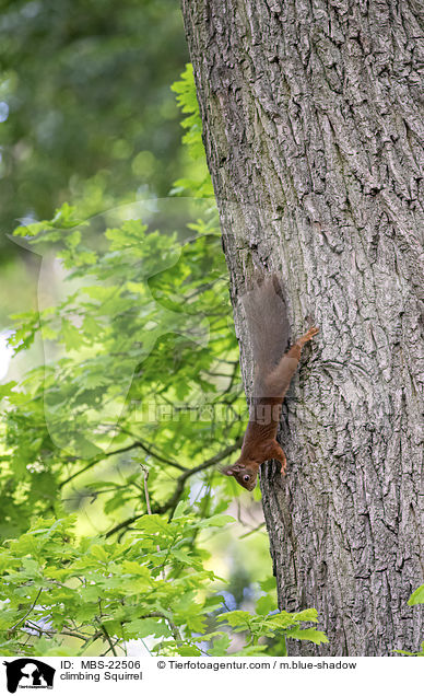 kletterndes Eichhrnchen / climbing Squirrel / MBS-22506