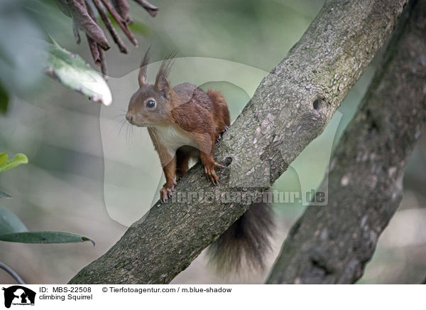 climbing Squirrel / MBS-22508