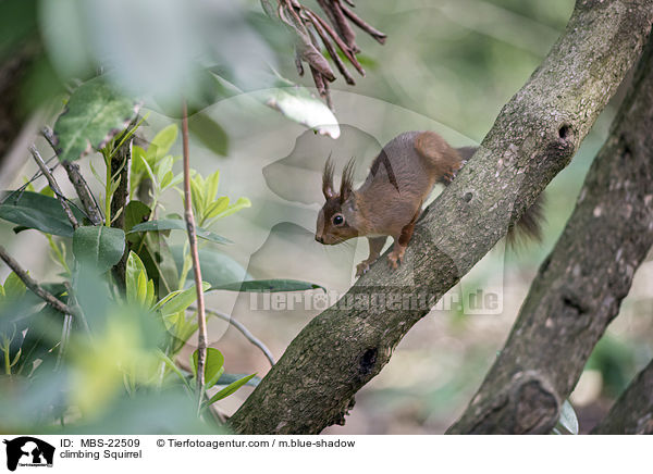 kletterndes Eichhrnchen / climbing Squirrel / MBS-22509