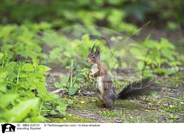 stehendes Eichhrnchen / standing Squirrel / MBS-22510