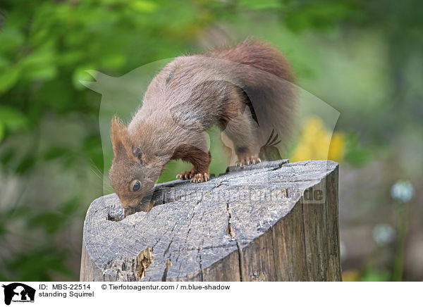 standing Squirrel / MBS-22514